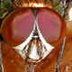 Image for article titled Scientists discover flies can think ergo they're assholes on purpose